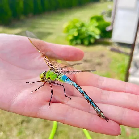 Goscinne Borko Rum i privatbostad Sianozety