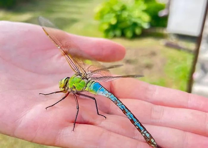 Goscinne Borko Homestay Sianozety